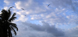 1760-Circling Frigate Birds